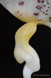 Stanhopea panamensis