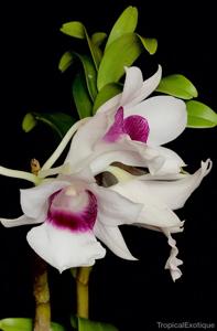 Dendrobium sanderae