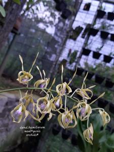 Dendrobium hamiferum