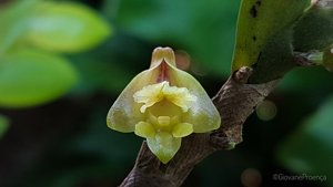 Dendrobium anceps