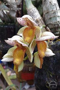 Catasetum denticulatum