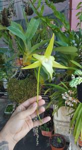 Angraecum sesquipedale