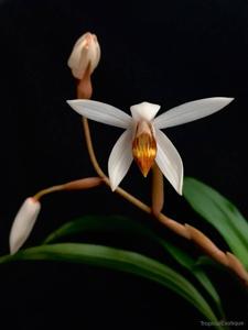 Coelogyne pachystachya