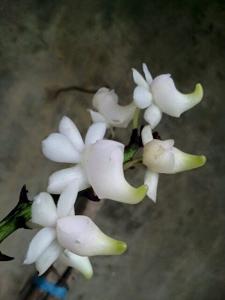 Aerides quinquevulnera