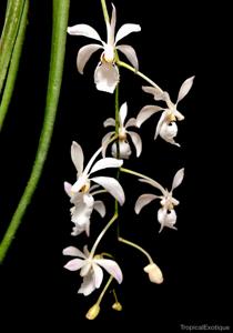 Holcoglossum subulifolium