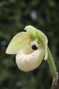 Paphiopedilum malipoense