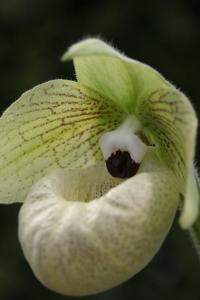 Paphiopedilum malipoense