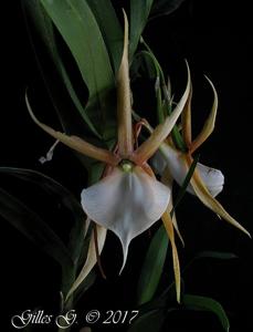 Angraecum viguieri