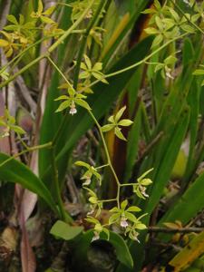 Encyclia ceratistes