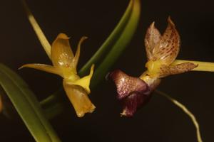 Bulbophyllum ecornutoides