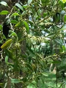 Bulbophyllum clandestinum