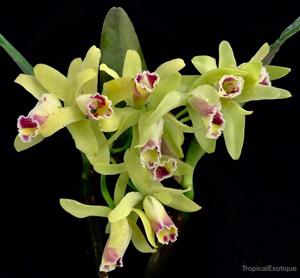 Cattleya luteola