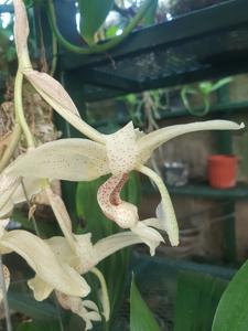 Stanhopea florida