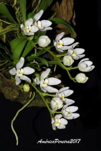 Sarcochilus falcatus