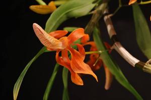 Dendrobium unicum