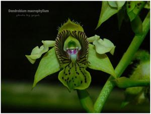 Dendrobium macrophyllum