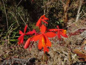 Epidendrum radicans