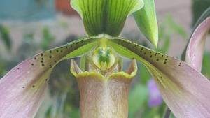 Paphiopedilum appletonianum