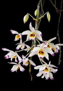 Dendrobium wardianum