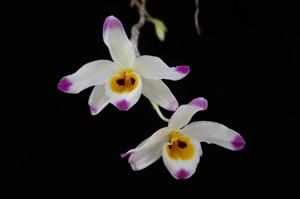 Dendrobium wardianum