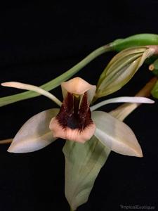 Coelogyne xyrekes