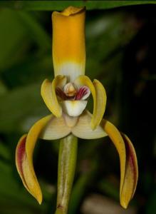 Maxillaria longipetala