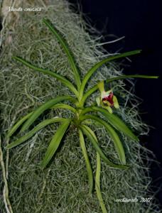 Vanda cristata