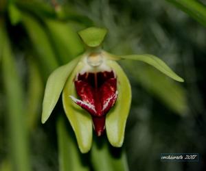 Vanda cristata