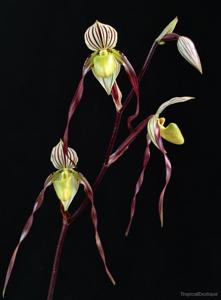 Paphiopedilum philippinense