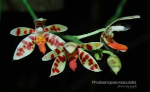 Phalaenopsis maculata