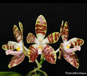 Phalaenopsis sumatrana