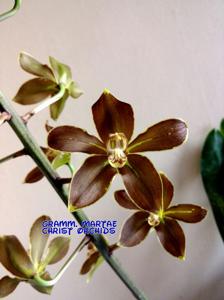 Grammatophyllum martae