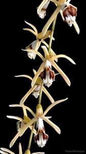 Coelogyne pulverula