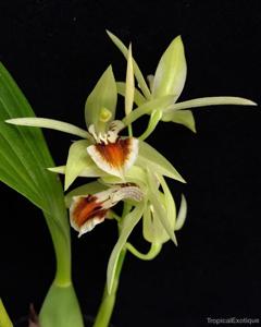 Coelogyne salvaneraniana