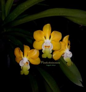 Vanda denisoniana