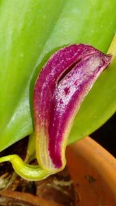 Zootrophion atropurpureum
