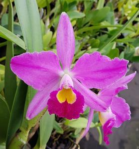 Cattleya wallisii