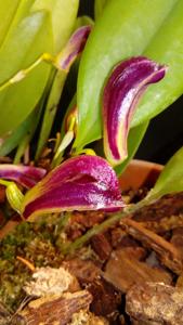 Zootrophion atropurpureum