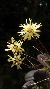 Bulbophyllum purpurascens