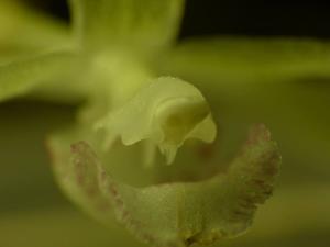 Kefersteinia chocoensis