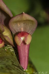 Pleurothallis marthae