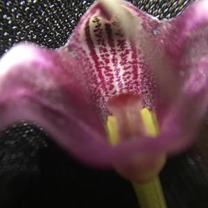 Masdevallia hieroglyphica