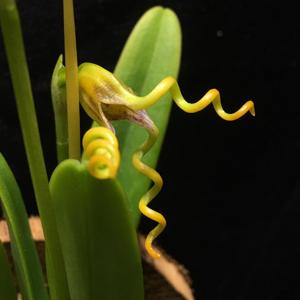 Masdevallia caudivolvula