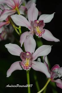 Cymbidium insigne