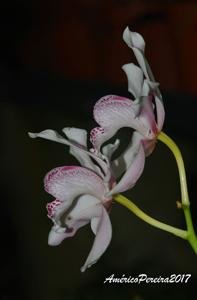 Cymbidium insigne