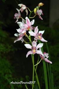 Cymbidium insigne