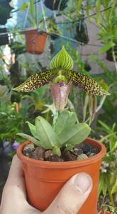 Paphiopedilum sukhakulii