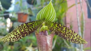 Paphiopedilum sukhakulii