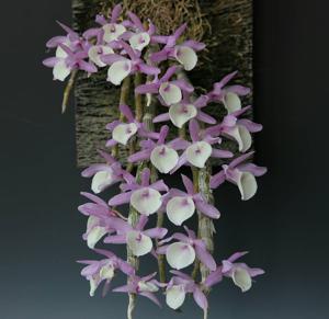 Dendrobium polyanthum