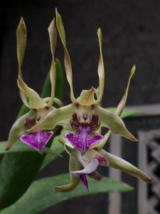 Dendrobium bicaudatum